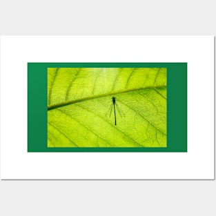 Dragonfly on green leaf black contour Posters and Art